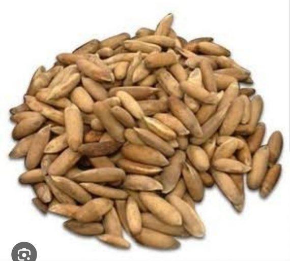 Chilgoza - Golden Pine Nuts best quality چلغوزہ گولڈن ایک نمبر