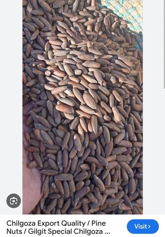 Chilgoza - Golden Pine Nuts best quality چلغوزہ گولڈن ایک نمبر