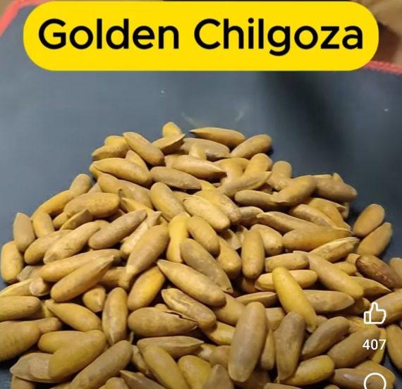 Chilgoza - Golden Pine Nuts best quality چلغوزہ گولڈن ایک نمبر