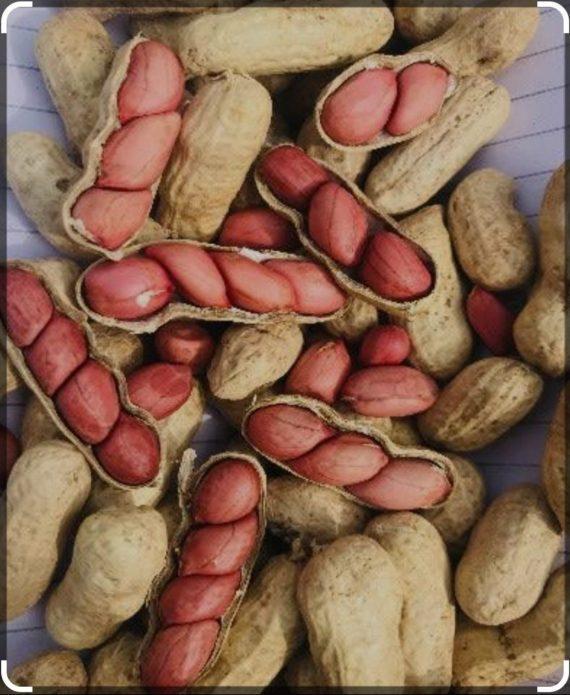 Peanuts with shell - Roasted - مونگ پھلی چھلکے والی