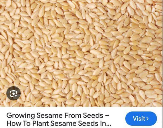 Seeds - Til - Sesame seeds - تل