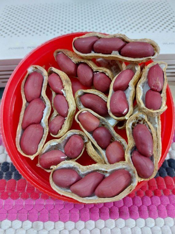 Peanuts with shell - Roasted - مونگ پھلی چھلکے والی